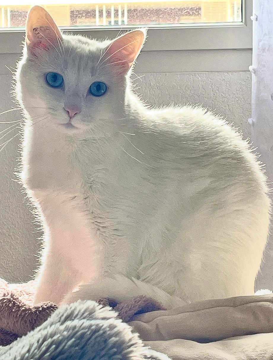 Shiro a rejoint le concours — aidez-le/la à gagner de superbes lots ! cat, white_cat, blue_eyes, feline, pet, indoors, window, blanket, fur, domestic_animal, cozy, soft_light, sitting, portrait, animal, whiskers, ears, cute, calm, furry