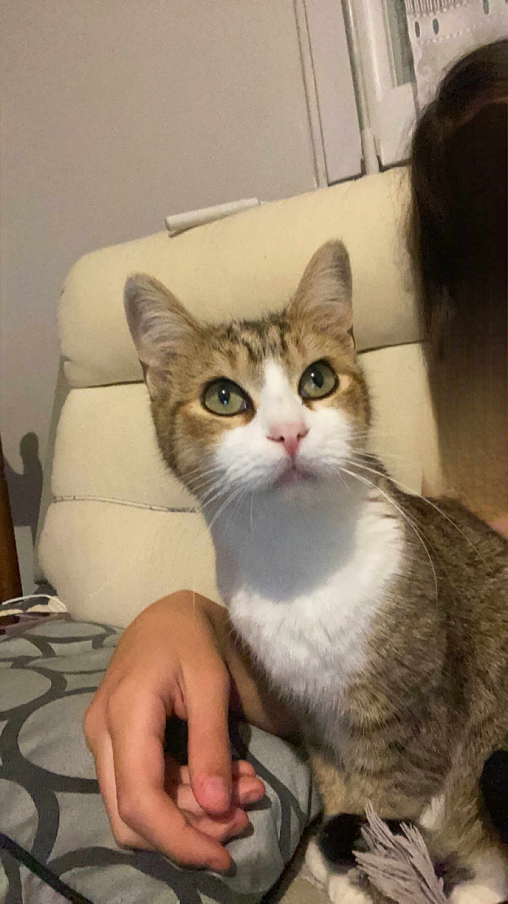 Maya