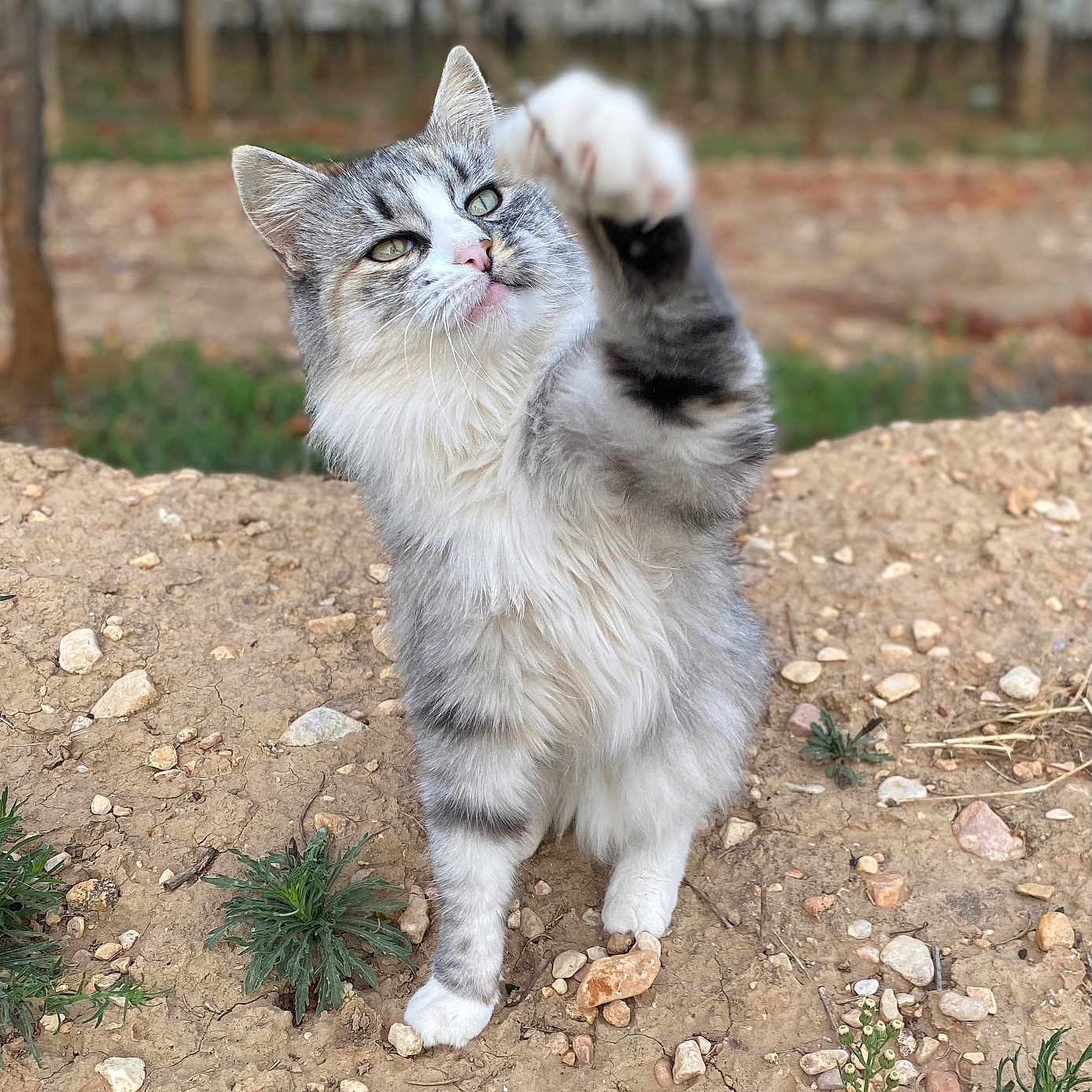 Gribouille participe au concours pour gagner de l'argent avec cette photo : animal, cat, cute, ears, feline, fluffy, gray_cat, green_eyes, ground, nature, orchard, outdoor, paw_up, pet, plants, playful, rocks, vineyard, whiskers, white_cat