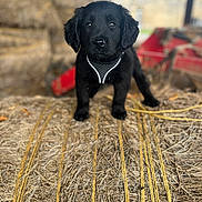 Kingsley a rejoint le concours — aidez-le/la à gagner de superbes lots ! animal, barn, black_dog, cute, dog, ears, farm, fur, harness, hay, looking, nostrils, outdoor, pet, portrait, puppy, snout, standing, whiskers, young_dog