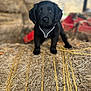 animal, barn, black_dog, cute, dog, ears, farm, fur, harness, hay, looking, nostrils, outdoor, pet, portrait, puppy, snout, standing, whiskers, young_dog