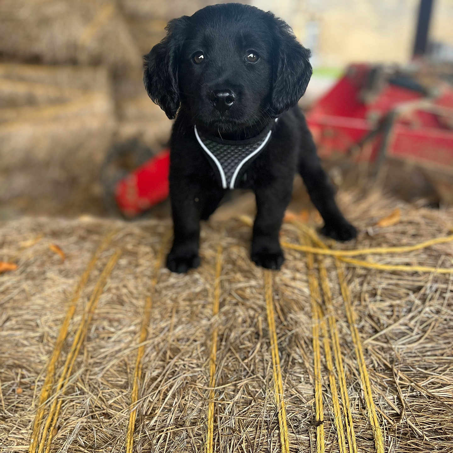 Kingsley a rejoint le concours — aidez-le/la à gagner de superbes lots ! animal, barn, black_dog, cute, dog, ears, farm, fur, harness, hay, looking, nostrils, outdoor, pet, portrait, puppy, snout, standing, whiskers, young_dog