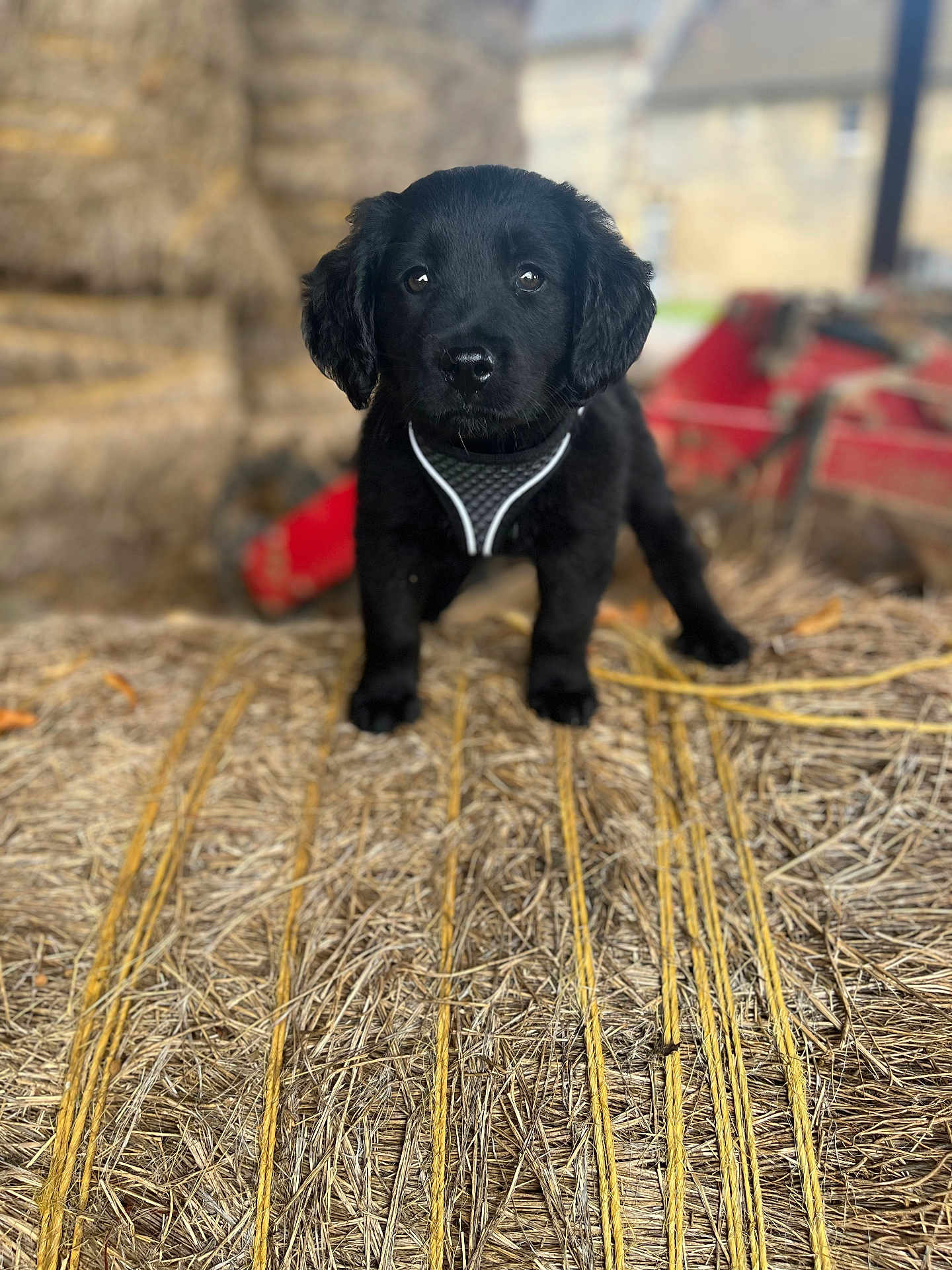 Kingsley a rejoint le concours — aidez-le/la à gagner de superbes lots ! animal, barn, black_dog, cute, dog, ears, farm, fur, harness, hay, looking, nostrils, outdoor, pet, portrait, puppy, snout, standing, whiskers, young_dog