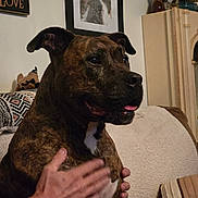 Tom is registered to the contest to win money with this photo: animal, blanket, brindle, canine, closeup, comfort, couch, dog, domestic, furniture, hand, indoor, living_room, pet, petting, pillow, relaxation, tattoo, wall_art, white_chest