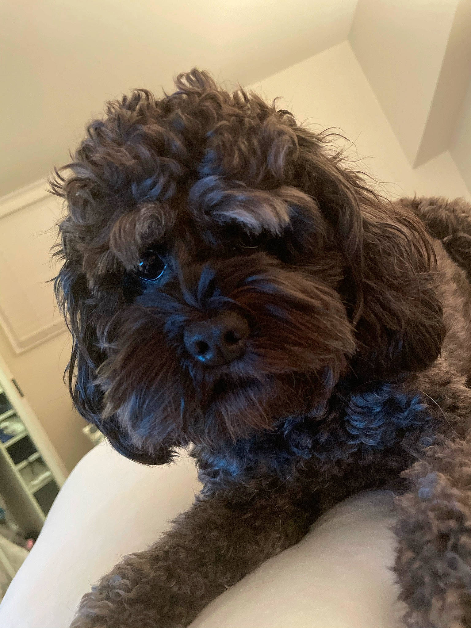 Pixie joined the competition — help win amazing prizes! canidae, carnivore, comfort, companion_dog, dog, dog_breed, dog_collar, dog_supply, ear, fawn, fur, liver, pet_supply, poodle, snout, sporting_group, terrier, toy_dog, water_dog, working_animal