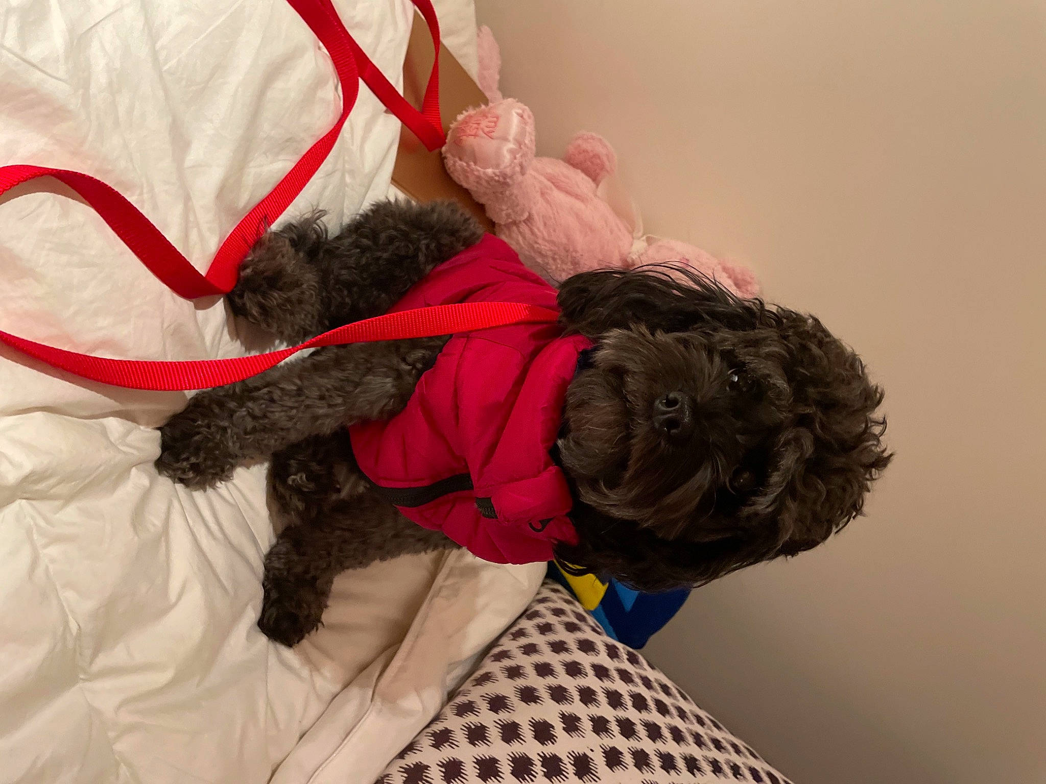 Pixie joined the competition — help win amazing prizes! bag, canidae, carmine, comfort, companion_dog, costume_design, dog_breed, dress, fashion_accessory, fawn, feather, fictional_character, fur, hair_accessory, headpiece, linens, magenta, outerwear, sporting_group, wool