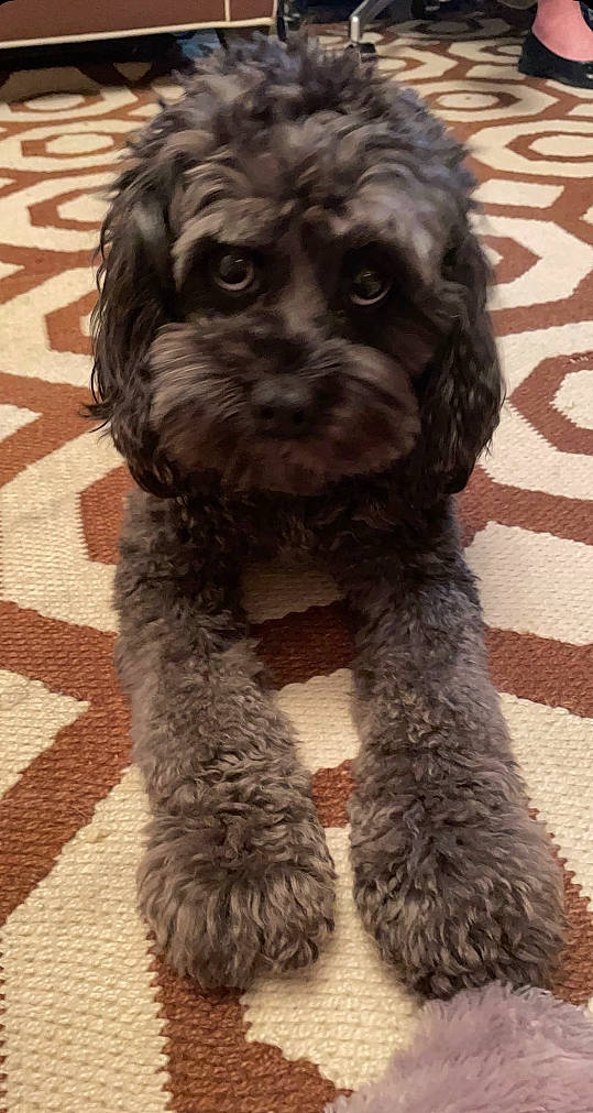 Pixie joined the competition — help win amazing prizes! canidae, carnivore, collar, companion_dog, dog, dog_breed, dog_collar, fur, liver, maltepoo, poodle_crossbreed, small_terrier, snout, sporting_group, tail, terrestrial_animal, terrier, toy_dog, water_dog, working_animal