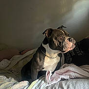 Chula joined the competition — help win amazing prizes! dog, pet, indoor, bed, quilt, blanket, chain_collar, brown, white, fur, animal, canine, resting, looking_away, light, shadow, wall, comfortable, cozy, portrait