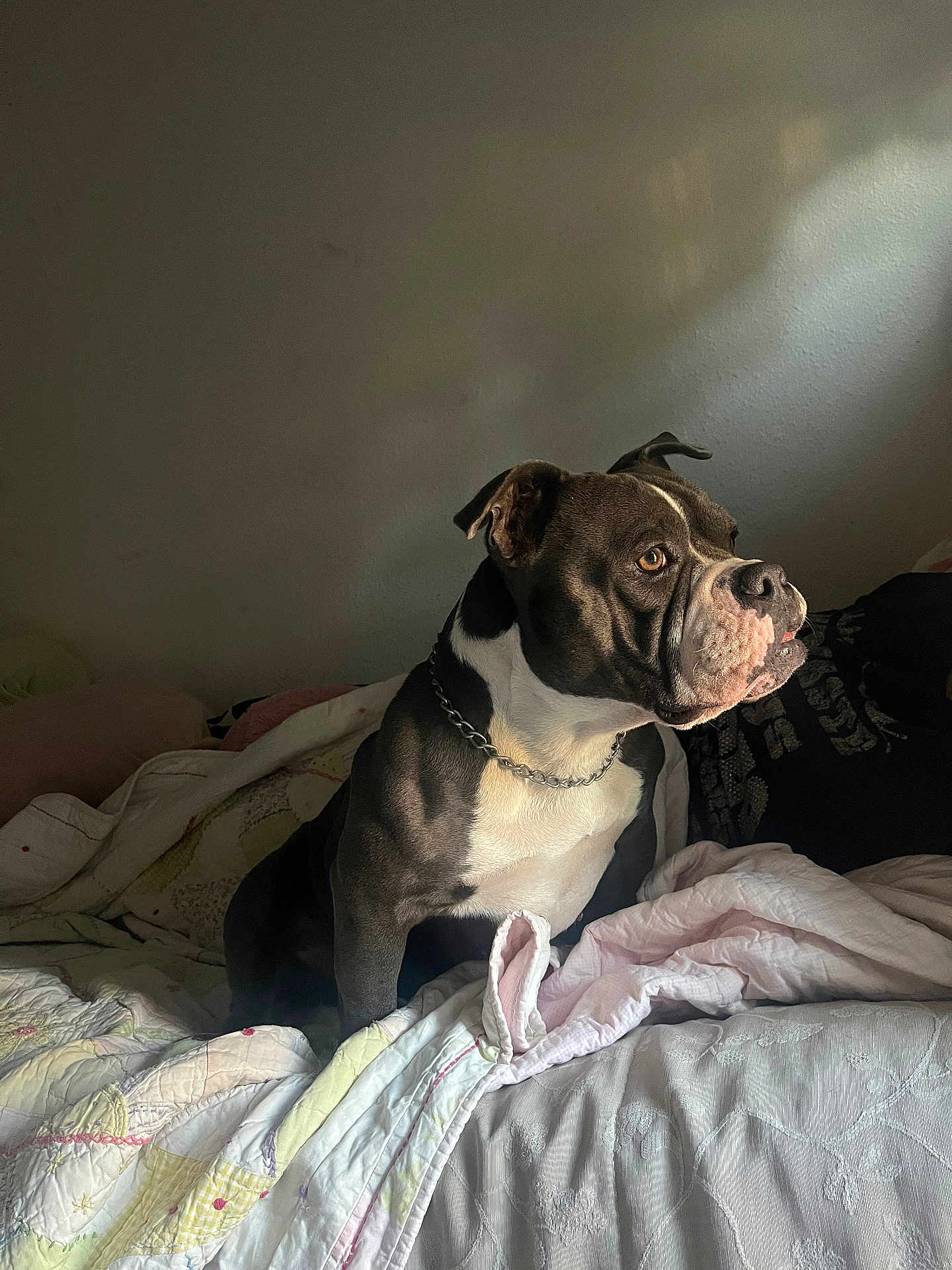 Chula joined the competition — help win amazing prizes! dog, pet, indoor, bed, quilt, blanket, chain_collar, brown, white, fur, animal, canine, resting, looking_away, light, shadow, wall, comfortable, cozy, portrait