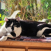 Alfy a rejoint le concours — aidez-le/la à gagner de superbes lots ! animal, black_and_white, cat, chain_link_fence, daylight, fur, greenery, indoor, lying_down, nature, patterned_cloth, paw, pet, plants, relaxed, sunlight, tail, whiskers, window, wooden_surface