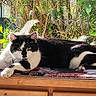 animal, black_and_white, cat, chain_link_fence, daylight, fur, greenery, indoor, lying_down, nature, patterned_cloth, paw, pet, plants, relaxed, sunlight, tail, whiskers, window, wooden_surface