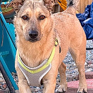 Scrappy joined the competition — help win amazing prizes! animal, backyard, brown_fur, canine, chair, close_up, curious, daylight, dog, ears, fence, harness, looking, outdoor, pebbles, pet, portrait, rock, standing, tail