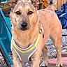 animal, backyard, brown_fur, canine, chair, close_up, curious, daylight, dog, ears, fence, harness, looking, outdoor, pebbles, pet, portrait, rock, standing, tail