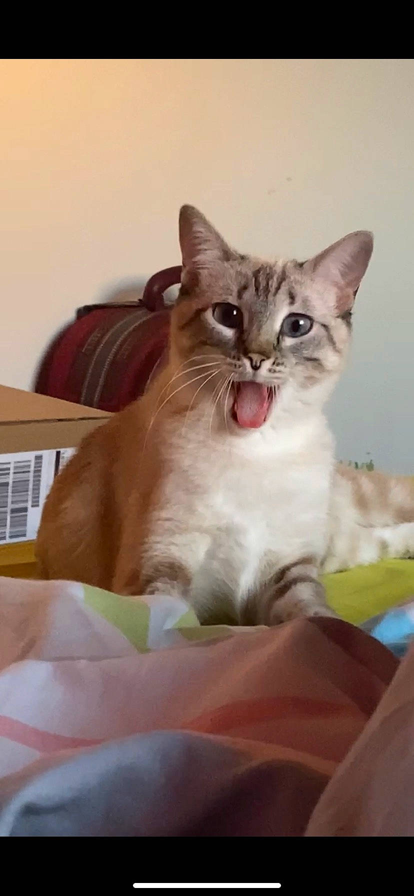 Bibi participe au concours pour gagner de l'argent avec cette photo : box, carnivore, cat, cat_supply, comfort, domestic_short_haired_cat, fang, fawn, felidae, fur, linens, paw, pet_supply, photo_caption, sitting, small_to_medium_sized_cats, whiskers