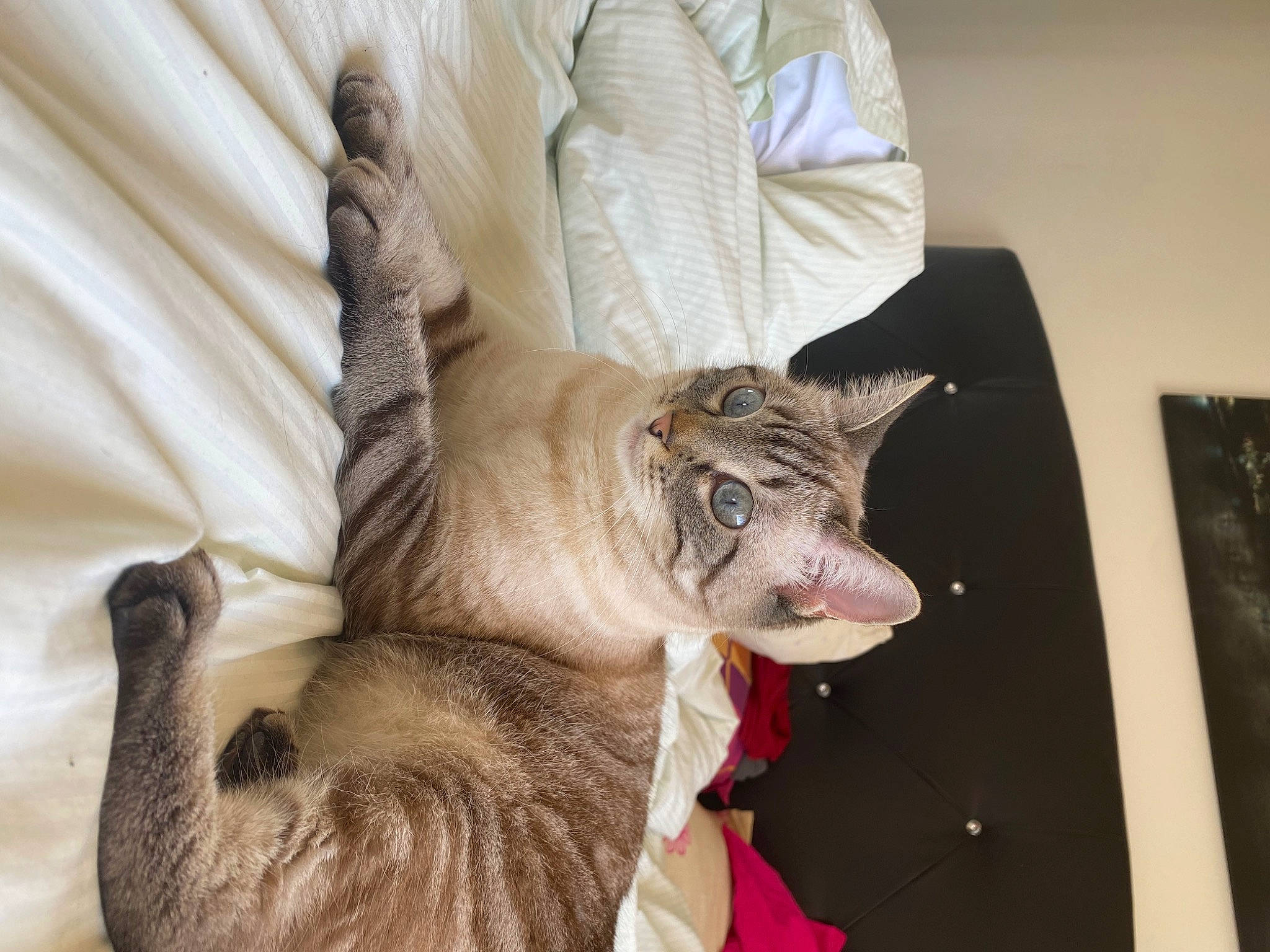 Bibi participe au concours pour gagner de l'argent avec cette photo : canidae, carnivore, cat, claw, comfort, domestic_short_haired_cat, fang, fawn, felidae, fur, linens, paw, picture_frame, small_to_medium_sized_cats, snout, tail, terrestrial_animal, whiskers