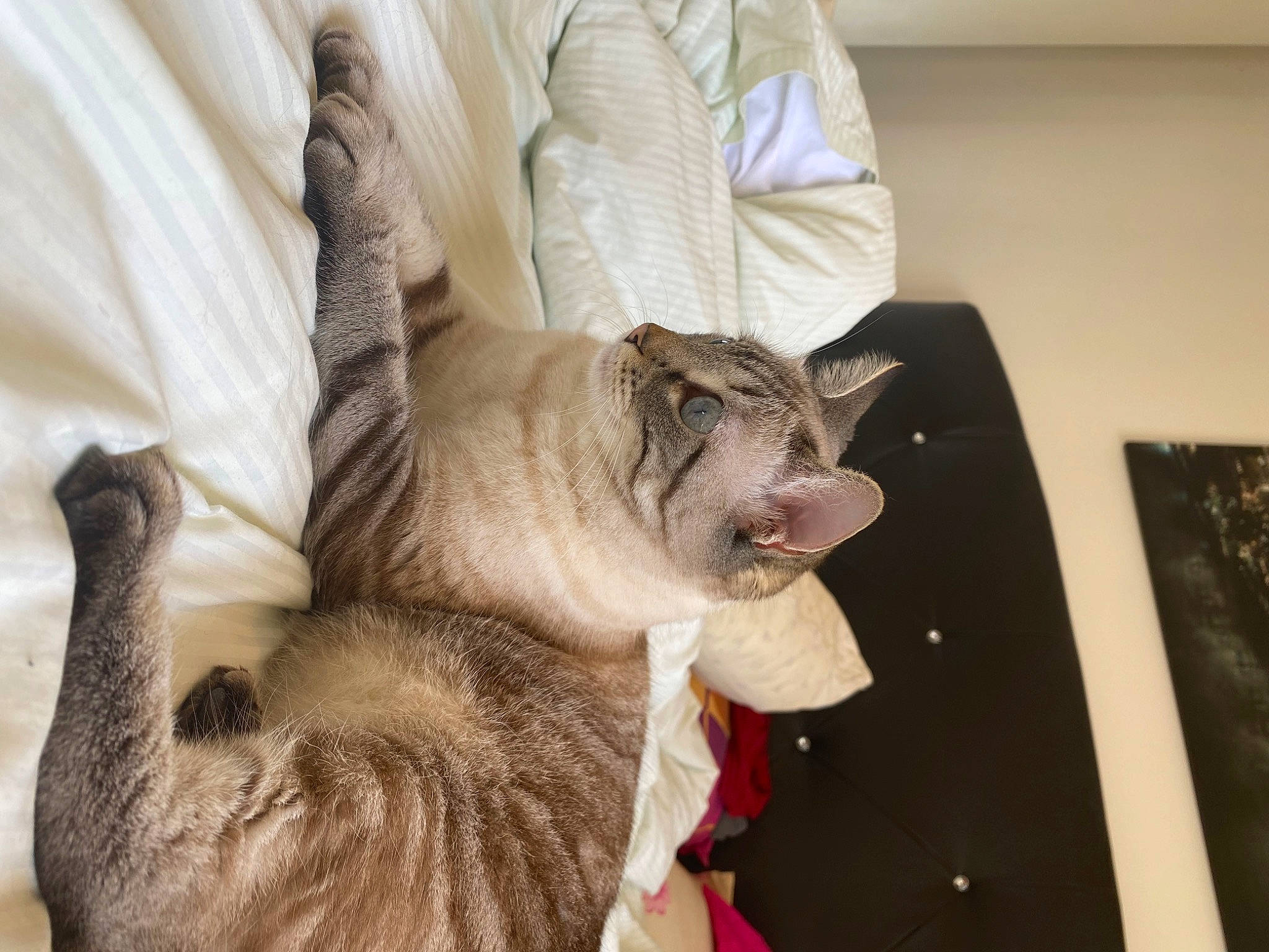 Bibi a rejoint le concours — aidez-le/la à gagner de superbes lots ! canidae, carnivore, cat, claw, comfort, companion_dog, dog_breed, domestic_short_haired_cat, fawn, felidae, fur, gesture, paw, picture_frame, small_to_medium_sized_cats, snout, sporting_group, tail, whiskers, wood