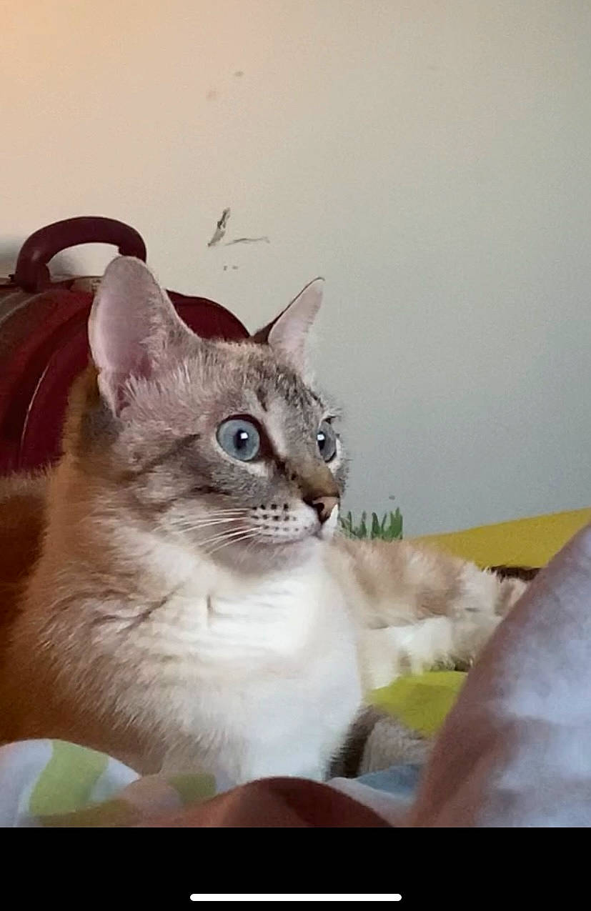 Bibi participe au concours pour gagner de l'argent avec cette photo : carnivore, cat, cat_supply, domestic_short_haired_cat, fawn, felidae, fur, paper_product, paw, pet_supply, photo_caption, rectangle, small_to_medium_sized_cats, snout, tail, whiskers, window