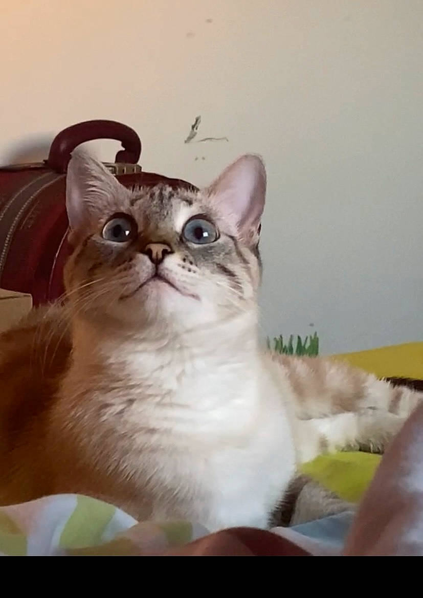 Bibi a rejoint le concours — aidez-le/la à gagner de superbes lots ! carnivore, cat, comfort, domestic_short_haired_cat, eye, eyewear, fawn, felidae, fur, glasses, small_to_medium_sized_cats, tail, terrestrial_animal, whiskers