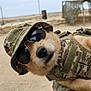 animal, camouflage, canine, closeup, cute, desert, dog, equipment, fashion, funny, hat, military, outdoor, pet, portrait, relaxed, sandy, sunglasses, sunny, wearing_clothes
