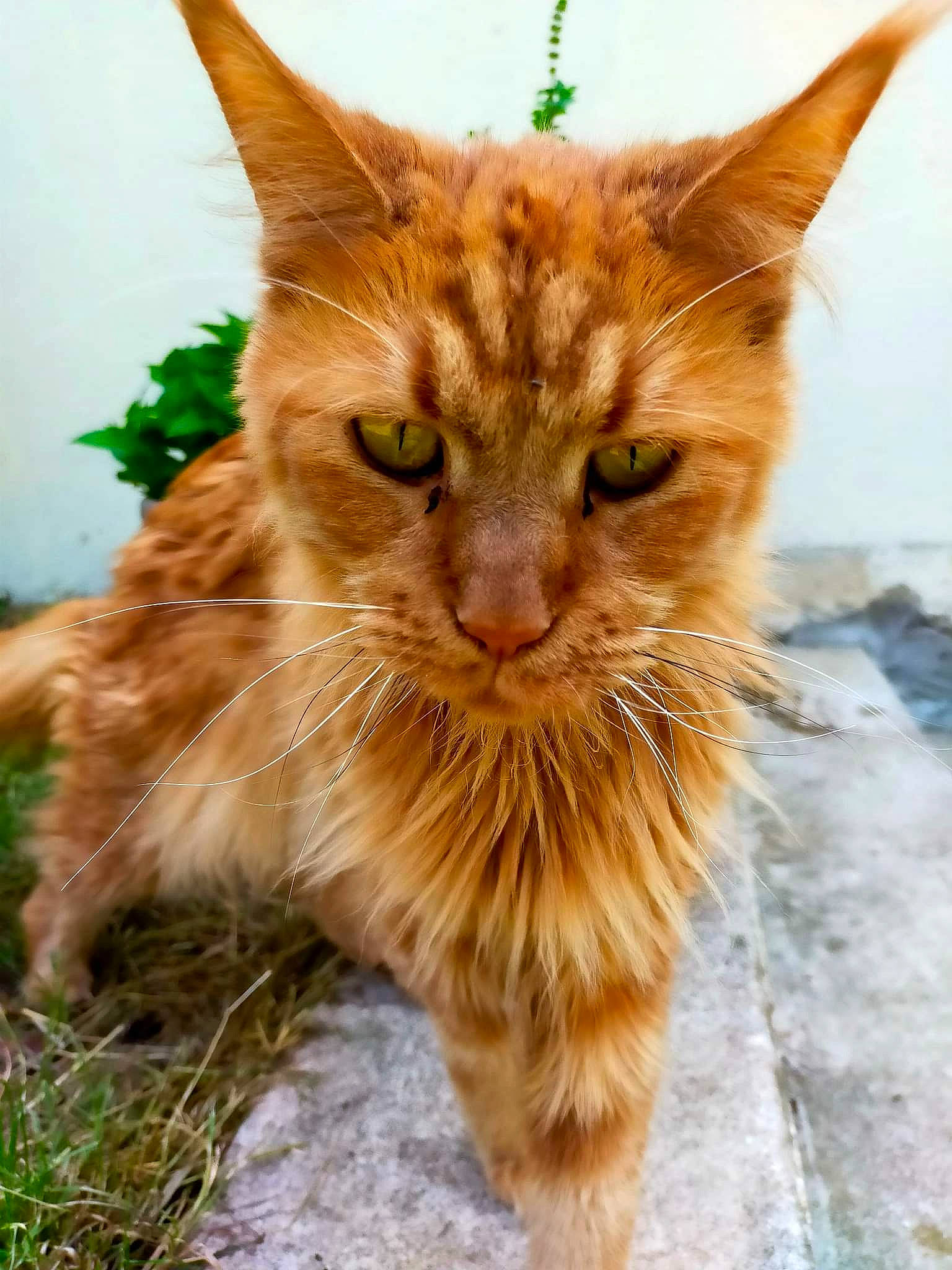 Neptune participe au concours pour gagner de l'argent avec cette photo : carnivore, cat, claw, domestic_short_haired_cat, fawn, felidae, fur, grass, liver, paw, plant, small_to_medium_sized_cats, snout, tail, terrestrial_animal, whiskers, wildlife