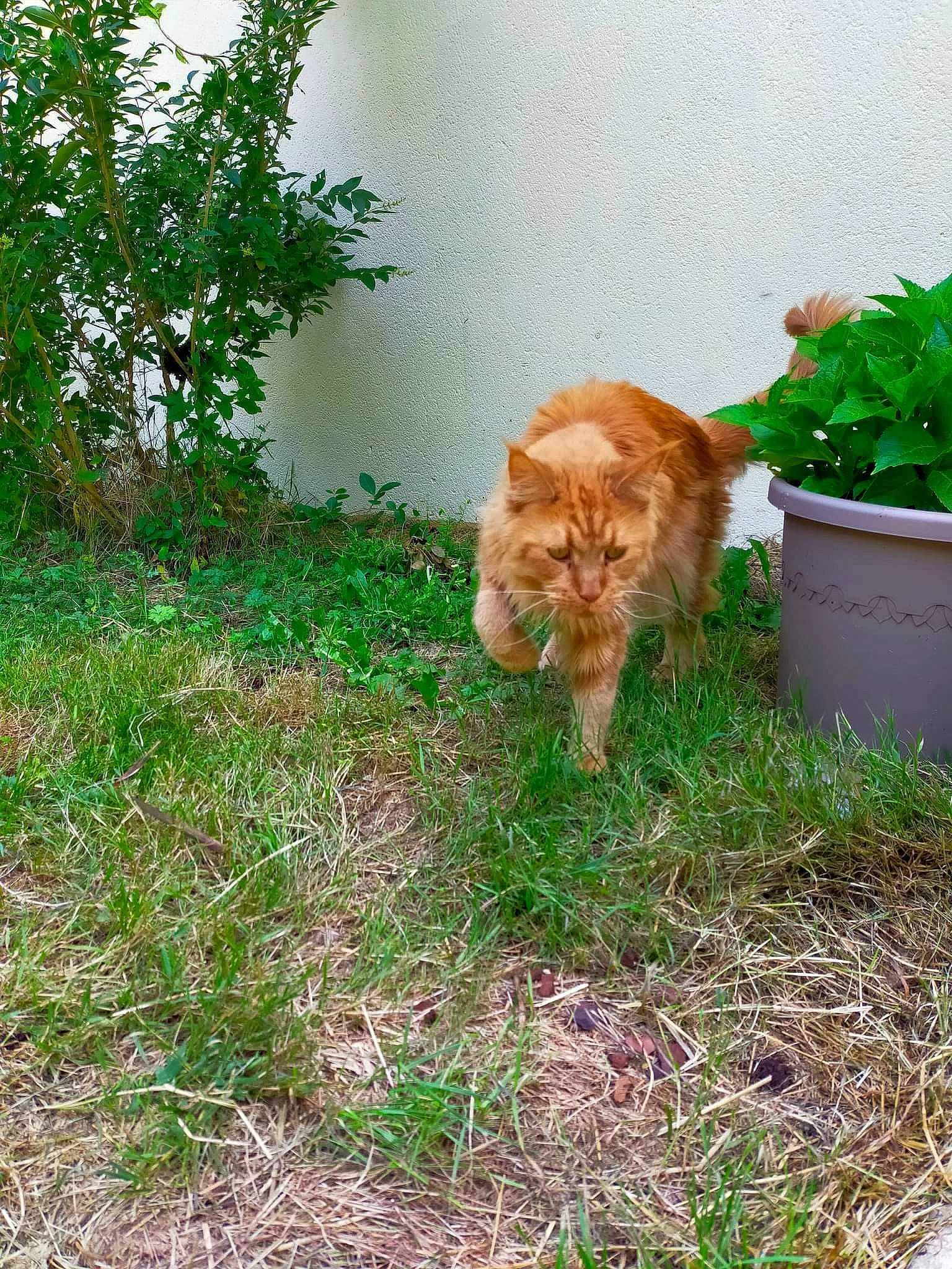 Neptune participe au concours pour gagner de l'argent avec cette photo : annual_plant, carnivore, cat, domestic_short_haired_cat, fawn, felidae, flowerpot, fur, garden, grass, groundcover, herb, houseplant, lawn, plant, shrub, small_to_medium_sized_cats, soil, tail, whiskers
