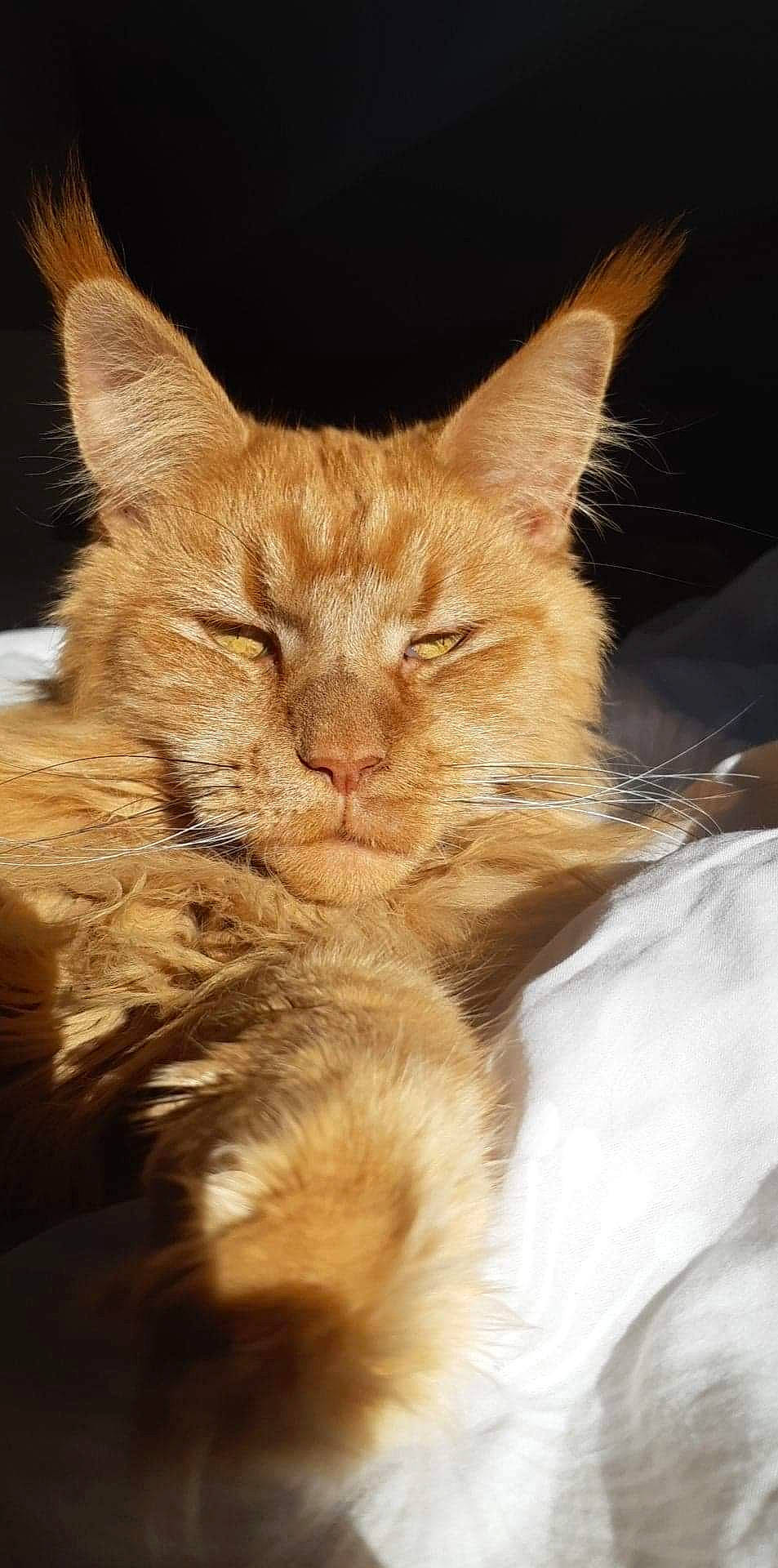 Neptune participe au concours pour gagner de l'argent avec cette photo : carnivore, cat, claw, domestic_short_haired_cat, fawn, felidae, fur, small_to_medium_sized_cats, snout, tail, terrestrial_animal, whiskers, wildlife