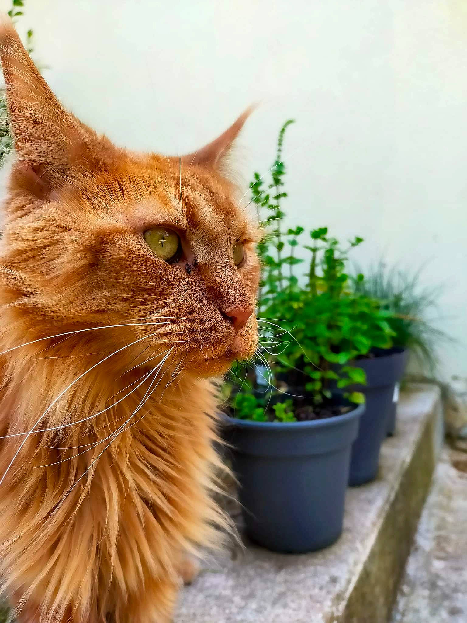 Neptune a rejoint le concours — aidez-le/la à gagner de superbes lots ! carnivore, cat, domestic_short_haired_cat, eye, fawn, felidae, flowerpot, fur, grass, hair, houseplant, plant, shrub, small_to_medium_sized_cats, snout, tail, terrestrial_animal, whiskers, window, wood