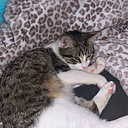 Binx is registered to the contest to win money with this photo: animal, blanket, cat, close_up, cozy, curled_up, cute, feline, fur, indoor, leopard_print, paw_pads, pet, pink_nose, relaxed, resting, sleepy, soft_texture, tabby_cat, white_fur