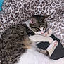 animal, blanket, cat, close_up, cozy, curled_up, cute, feline, fur, indoor, leopard_print, paw_pads, pet, pink_nose, relaxed, resting, sleepy, soft_texture, tabby_cat, white_fur
