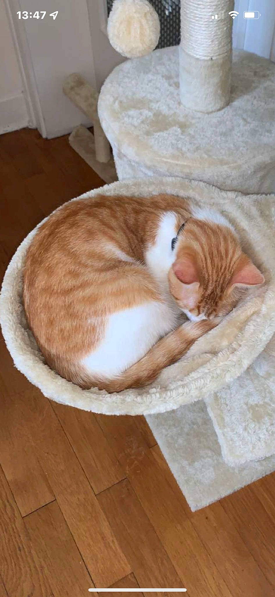 Jul a rejoint le concours — aidez-le/la à gagner de superbes lots ! carnivore, cat, cat_bed, cat_supply, comfort, companion_dog, domestic_short_haired_cat, fawn, felidae, floor, flooring, fur, hardwood, linens, paw, small_to_medium_sized_cats, tail, whiskers, wood, wood_flooring