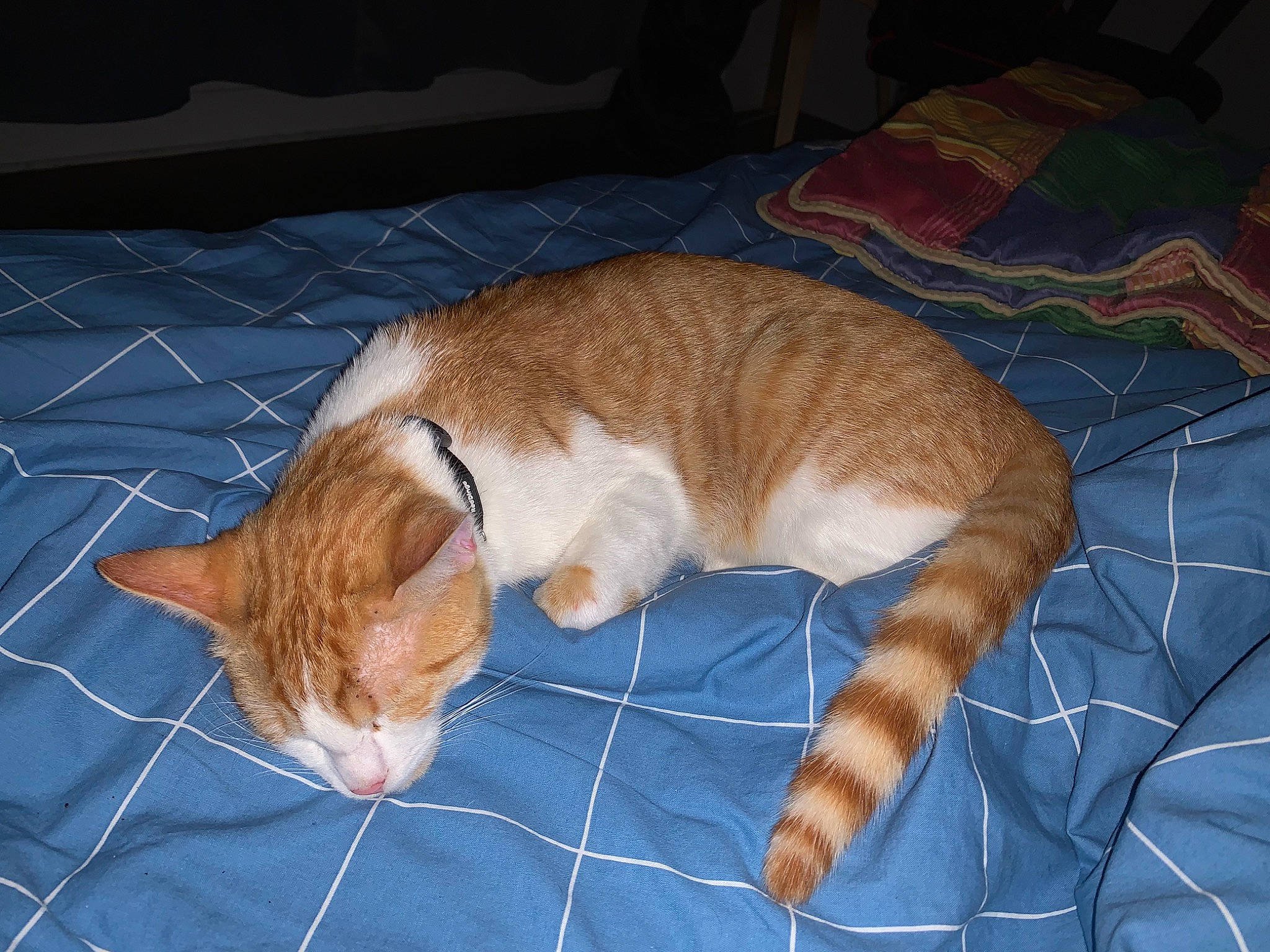 Jul participe au concours pour gagner de l'argent avec cette photo : carnivore, cat, claw, comfort, couch, domestic_short_haired_cat, fawn, felidae, flooring, fur, lap, linens, nap, paw, small_to_medium_sized_cats, snout, tail, terrestrial_animal, whiskers, wood