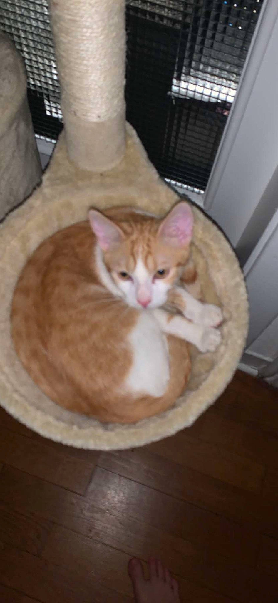 Jul participe au concours pour gagner de l'argent avec cette photo : carnivore, cat, cat_bed, cat_furniture, cat_supply, comfort, domestic_short_haired_cat, fawn, felidae, flooring, fur, hardwood, paw, pet_supply, room, small_to_medium_sized_cats, tail, whiskers, wood