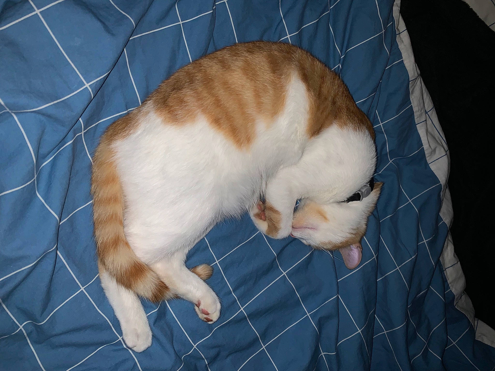 Jul a rejoint le concours — aidez-le/la à gagner de superbes lots ! animal_shelter, carnivore, cat, cat_supply, claw, comfort, domestic_short_haired_cat, fawn, felidae, fur, linens, pattern, paw, pet_supply, small_to_medium_sized_cats, snout, tail, textile, whiskers, wood