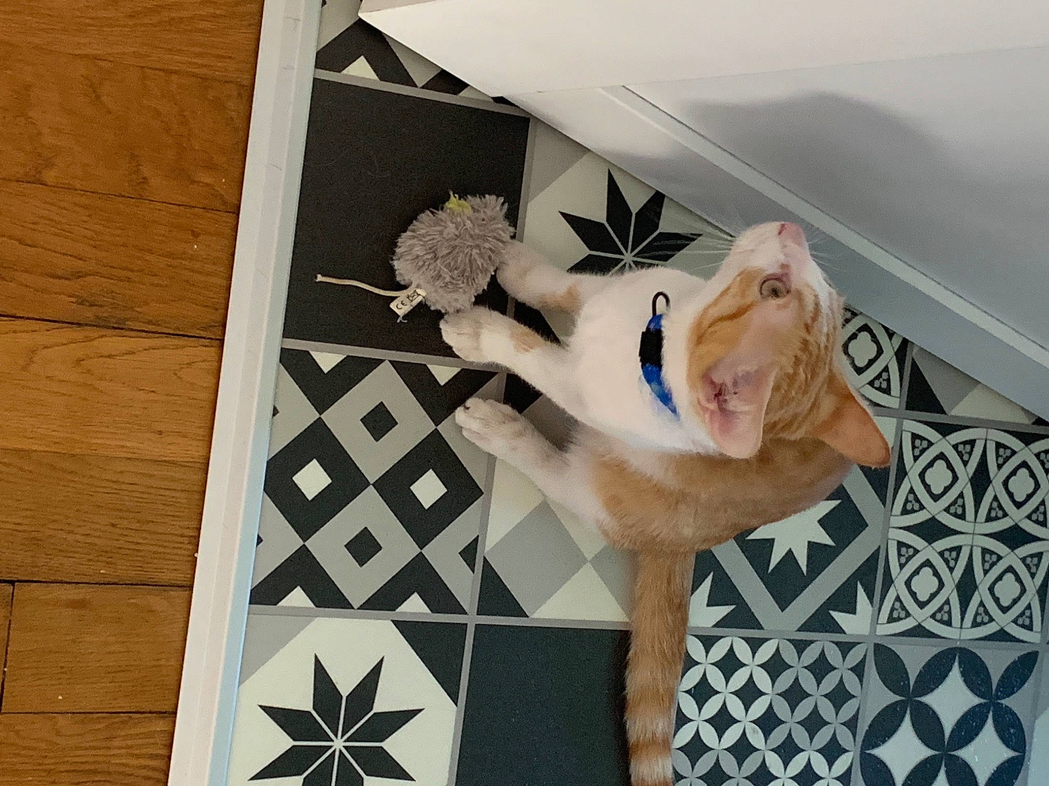 Jul participe au concours pour gagner de l'argent avec cette photo : art, eyewear, fashion_accessory, fawn, flooring, font, foot, fur, jewellery, ornament, paper, paper_product, pattern, petal, rectangle, room, sunglasses, symmetry, visual_arts, wood