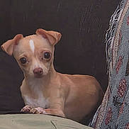Sophie joined the competition — help win amazing prizes! animal, chihuahua, close_up, companion, couch, curious_expression, cute, dog, domestic_animal, fabric, furniture, home, indoor, laying_down, pet, resting, small_dog, tan_dog, textured_fabric, white_markings