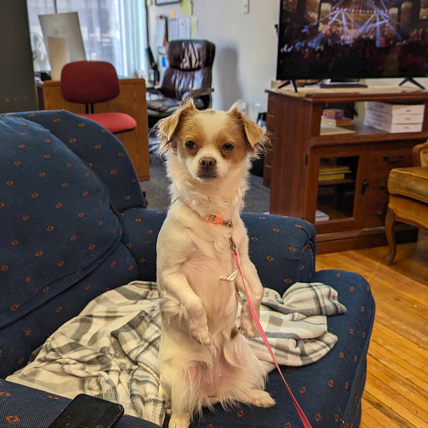 Dixie is registered to the contest to win money with this photo: animal, architecture, building, canine, chair, computerhardware, couch, dog, electronics, furniture, hardware, indoors, interiordesign, livingroom, monitor, pet, room, screen, tv, wood