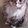 Daisy is registered to the contest to win money with this photo: cat, fluffy, grey_cat, white_paws, whiskers, carpet, indoor, pet, cute, curious, feline, sitting, closeup, domestic_animal, animal, soft_fur, looking_up, purple_knit, cozy, companion