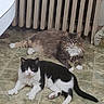 cat, cats, indoor, floor, tiled_floor, radiator, black_and_white_cat, fluffy_cat, brown_cat, white_paws, pet, animal, relaxed, lying_down, two_animals, domestic, cozy, home, looking_at_camera, resting