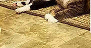 Daisy joined the competition — help win amazing prizes! cat, cats, black_and_white_cat, gray_cat, indoor, floor, tile_floor, rug, mat, pet, animal, feline, home, kitchen, cabinet, resting, lying_down, curious, two_animals, domestic