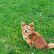 Nathalie Carle a rejoint le concours — aidez-le/la à gagner de superbes lots ! dog, small_dog, brown_dog, fluffy, pointy_ears, grass, meadow, flowers, yellow_flowers, white_flowers, leash, collar, pet, outdoor, nature, spring, cute, animal, sitting, greenery