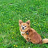 animal, brown_dog, collar, cute, dog, flowers, fluffy, grass, greenery, leash, meadow, nature, outdoor, pet, pointy_ears, sitting, small_dog, spring, white_flowers, yellow_flowers