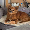dog, pet_bed, plush_toy, brown_dog, indoor, cozy, furniture, figurines, ceramic, shelf, decor, curious, fluffy, small_dog, relaxed, toy, home, animal, portrait, resting