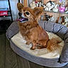 dog, small_dog, brown_dog, pet_bed, dog_bed, indoor, wooden_floor, decorative_figures, figurines, shelf, tongue_out, happy_dog, fluffy_ears, canine, domestic_animal, furniture, home_interior, cute_dog, animal_portrait, pet