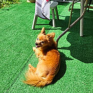 Mickey participe au concours pour gagner de l'argent avec cette photo : dog, small_dog, sunlight, artificial_grass, outdoor, table, tablecloth, pattern, plant_pot, greenery, relaxed, pet, fur, shadow, garden, daylight, tongue_out, seated, canine, nature
