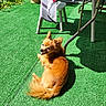 dog, small_dog, sunlight, artificial_grass, outdoor, table, tablecloth, pattern, plant_pot, greenery, relaxed, pet, fur, shadow, garden, daylight, tongue_out, seated, canine, nature