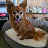 dog, pet_bed, brown_fur, happy, tongue_out, indoor, wooden_floor, decor, figurines, sitting, small_dog, ears_up, furry, cozy, home, domestic_animal, cute, animal, friendly, companion