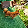 dog, small_dog, outdoor, green_carpet, wooden_furniture, garden, plants, sunlight, shadow, fur, tail, tongue, grass, soil, daylight, pet, animal, nature, side_view, curled_tail