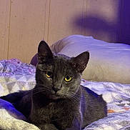Georgie joined the competition — help win amazing prizes! cat, gray_cat, pet, animal, indoor, bed, blanket, cozy, relaxed, feline, yellow_eyes, soft_lighting, purple_light, shadow, wall, resting, fur, whiskers, cute, calm