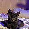 cat, gray_cat, pet, animal, indoor, bed, blanket, cozy, relaxed, feline, yellow_eyes, soft_lighting, purple_light, shadow, wall, resting, fur, whiskers, cute, calm