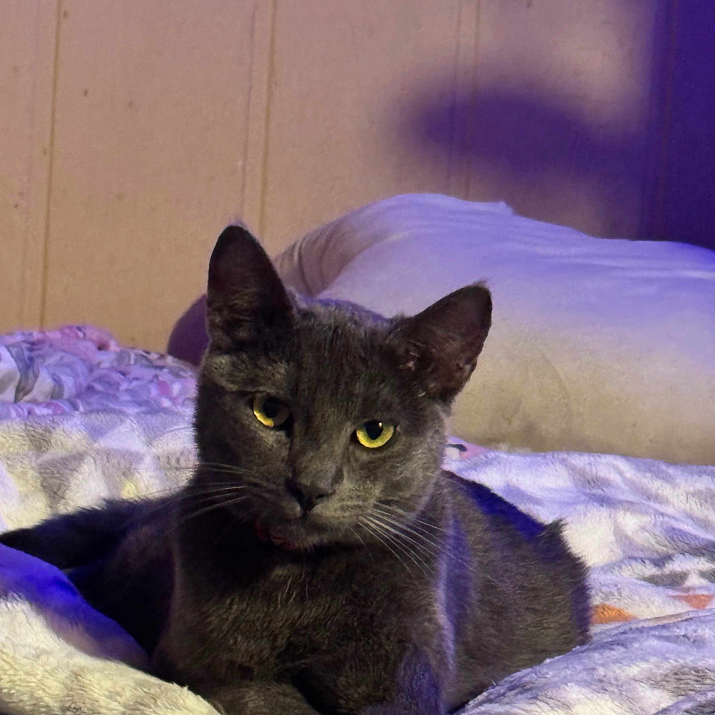 Georgie joined the competition — help win amazing prizes! cat, gray_cat, pet, animal, indoor, bed, blanket, cozy, relaxed, feline, yellow_eyes, soft_lighting, purple_light, shadow, wall, resting, fur, whiskers, cute, calm